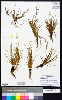 Juncus repens image