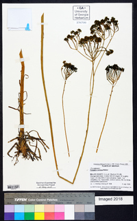 Polygala cymosa image