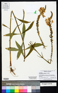 Physostegia virginiana image