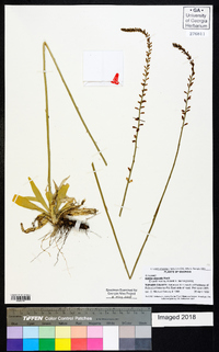 Aletris obovata image