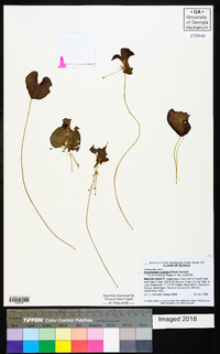 Nymphoides cordata image