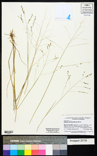 Panicum dichotomiflorum var. dichotomiflorum image