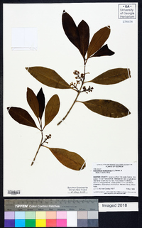 Osmanthus americanus image