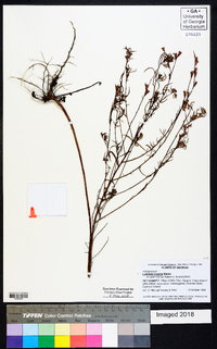 Ludwigia linearis image