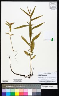 Ludwigia decurrens image