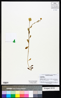 Polygala lutea image