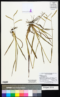 Paspalum laeve image