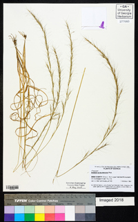 Aristida purpurascens image