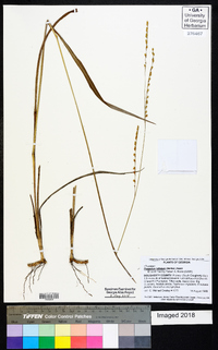 Paspalum bifidum image