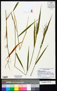 Kellochloa verrucosa image