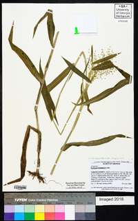 Dichanthelium scoparium image