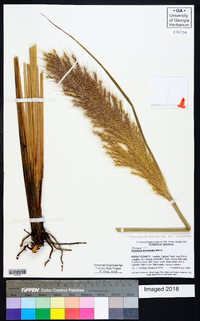 Saccharum brevibarbe image