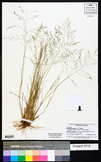 Eragrostis pilosa image