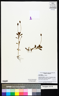 Phyla nodiflora image