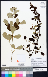 Rubus cuneifolius image