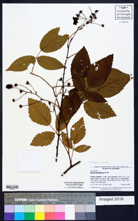 Rubus argutus image