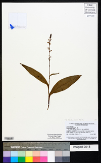 Platanthera flava image