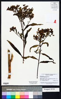 Vernonia angustifolia image