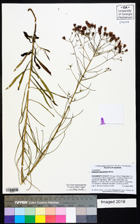 Vernonia angustifolia image