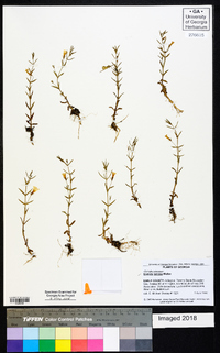 Gratiola ramosa image