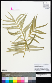 Amentotaxus formosana image