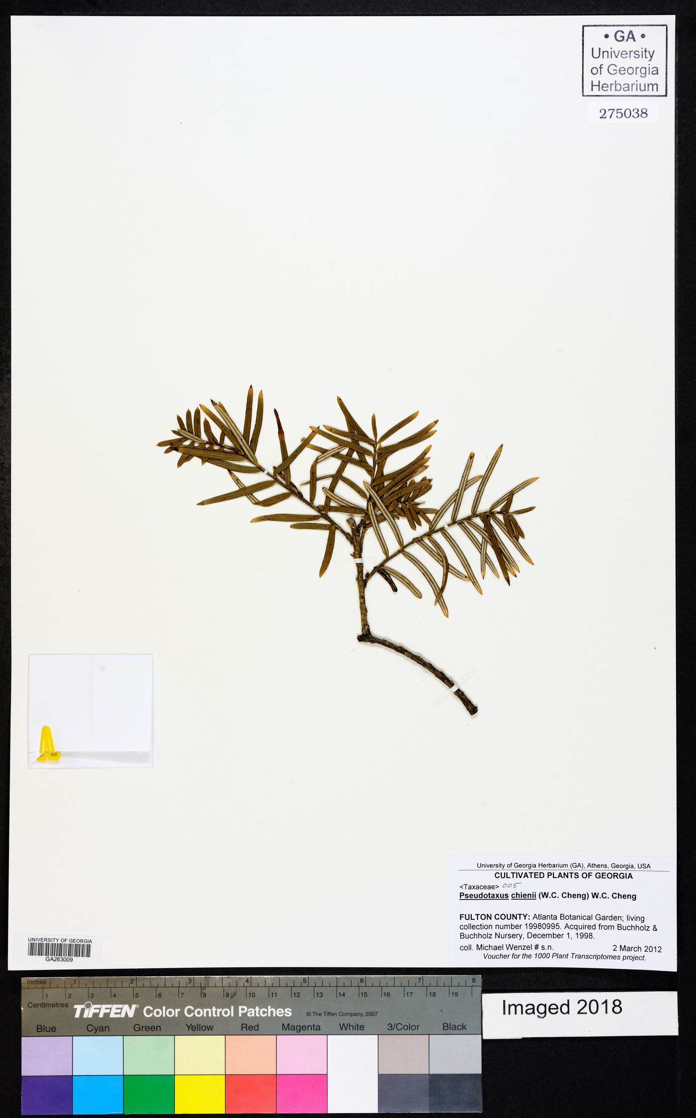 Pseudotaxus chienii image