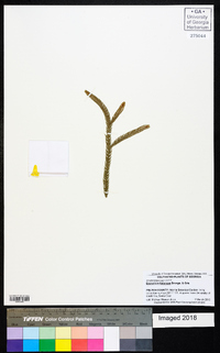 Dacrydium balansae image