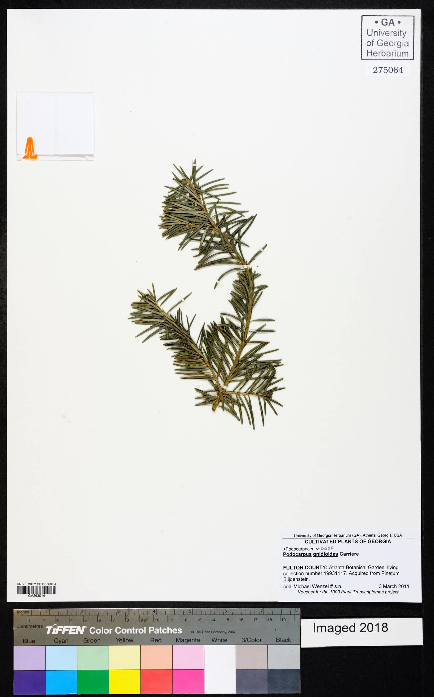 Podocarpus gnidioides image