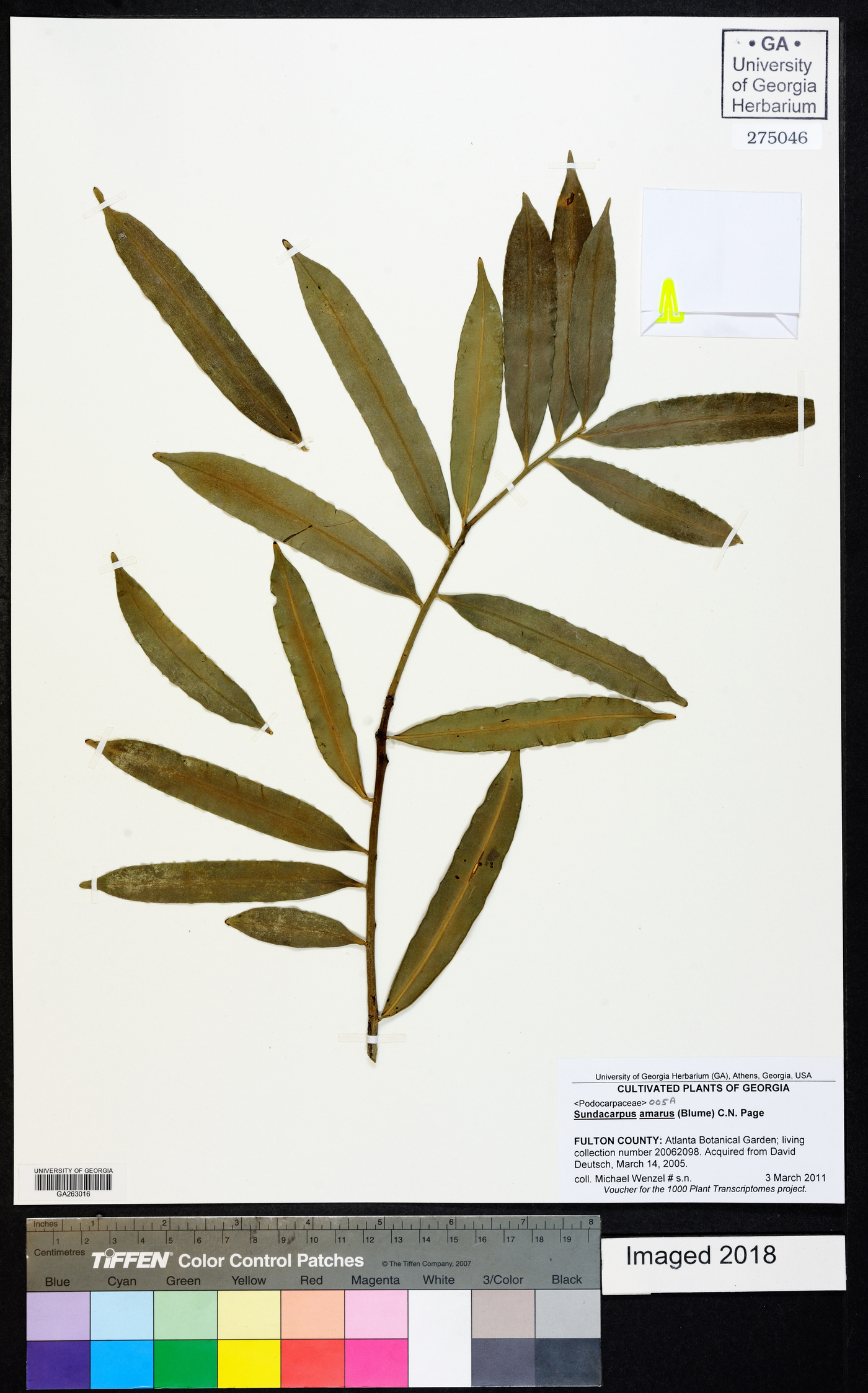 Sundacarpus amarus image