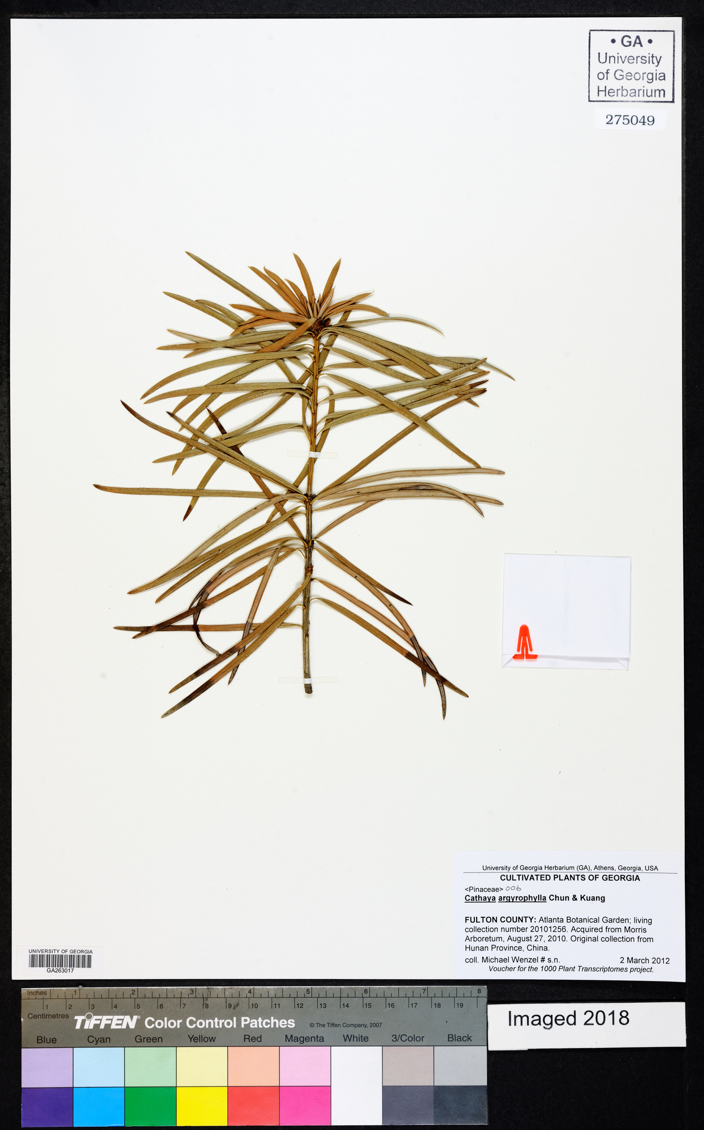 Cathaya argyrophylla image