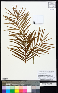 Keteleeria evelyniana image