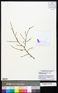 Nothotsuga longibracteata image