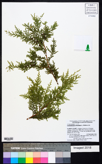 Chamaecyparis thyoides image