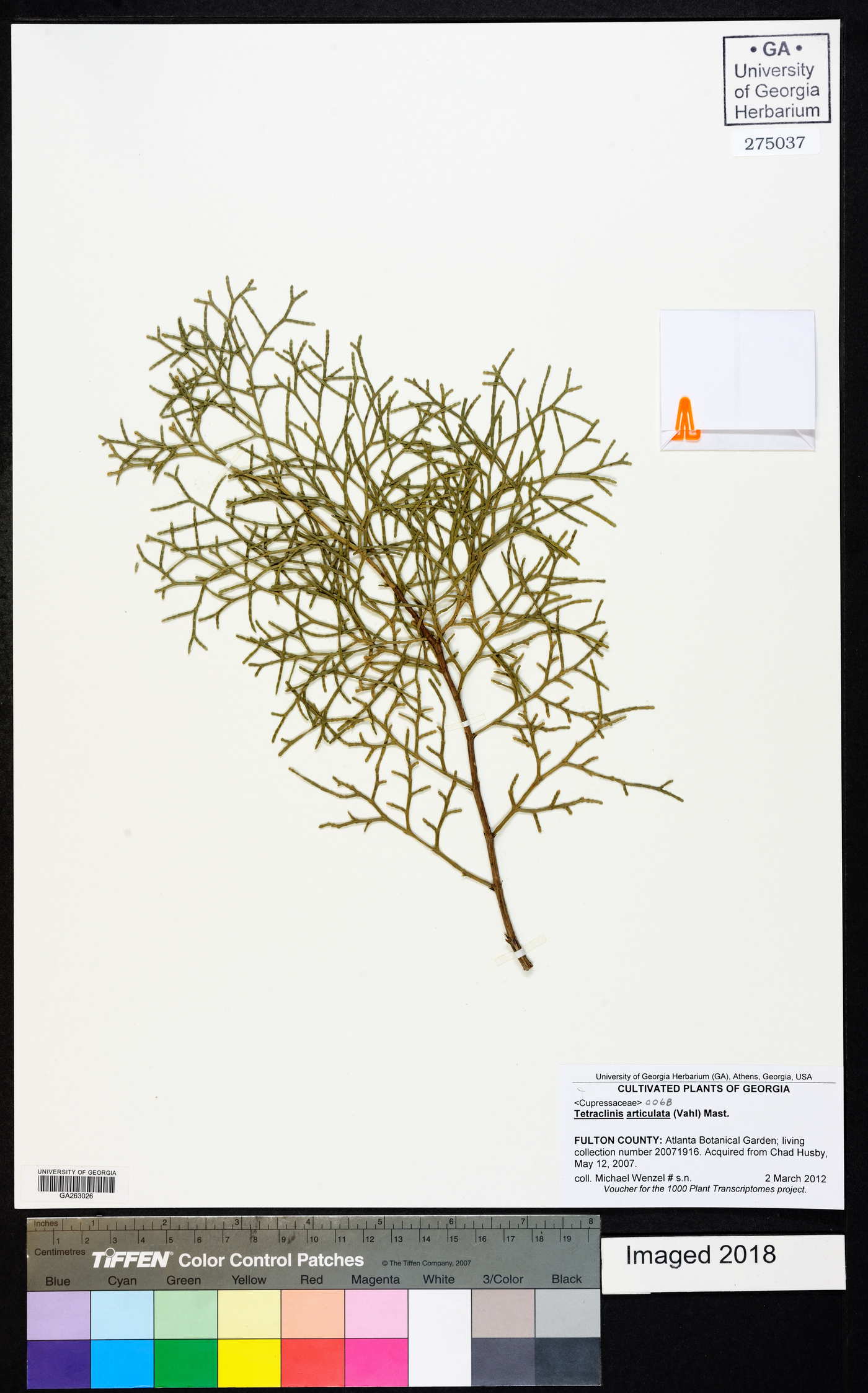 Tetraclinis articulata image