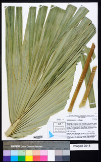 Sabal bermudana image