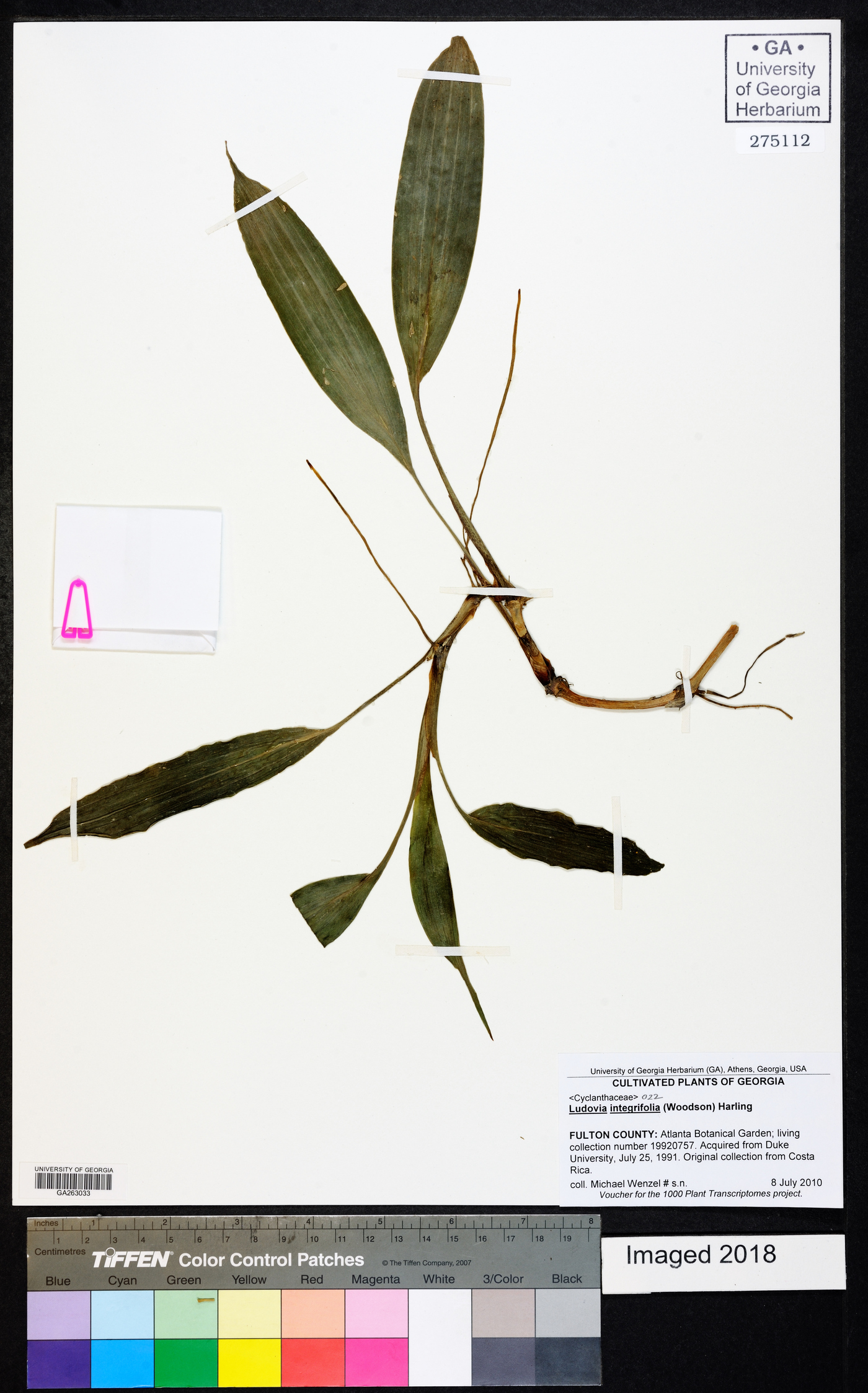 Ludovia integrifolia image