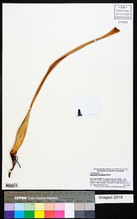 Image of Stegolepis ferruginea