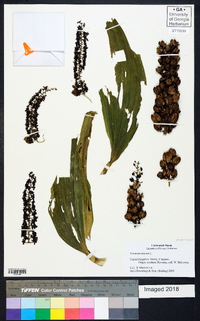 Veratrum nigrum image