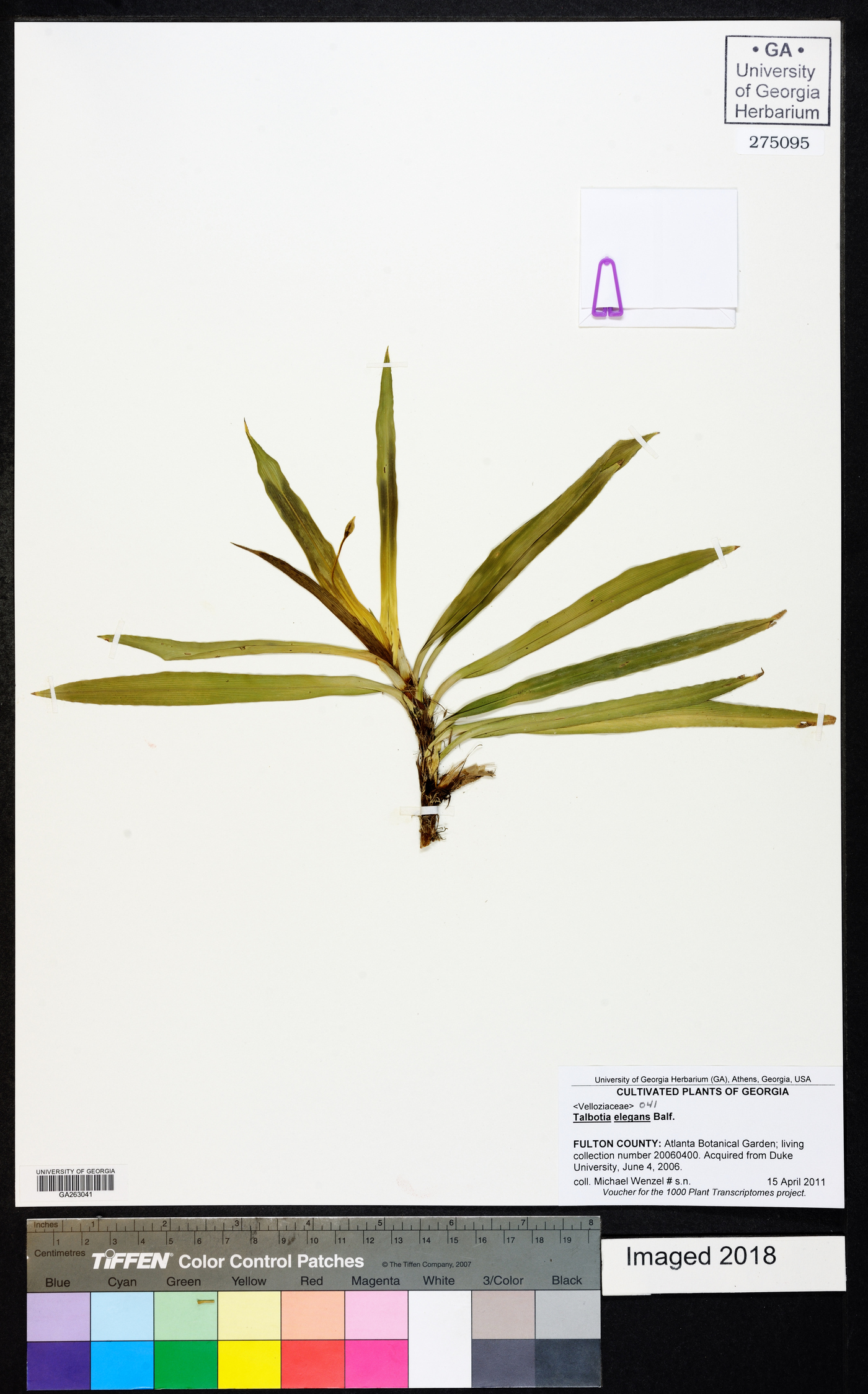 Xerophyta elegans image