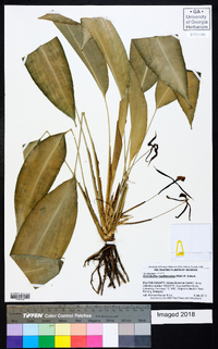 Image of Orchidantha maxillarioides