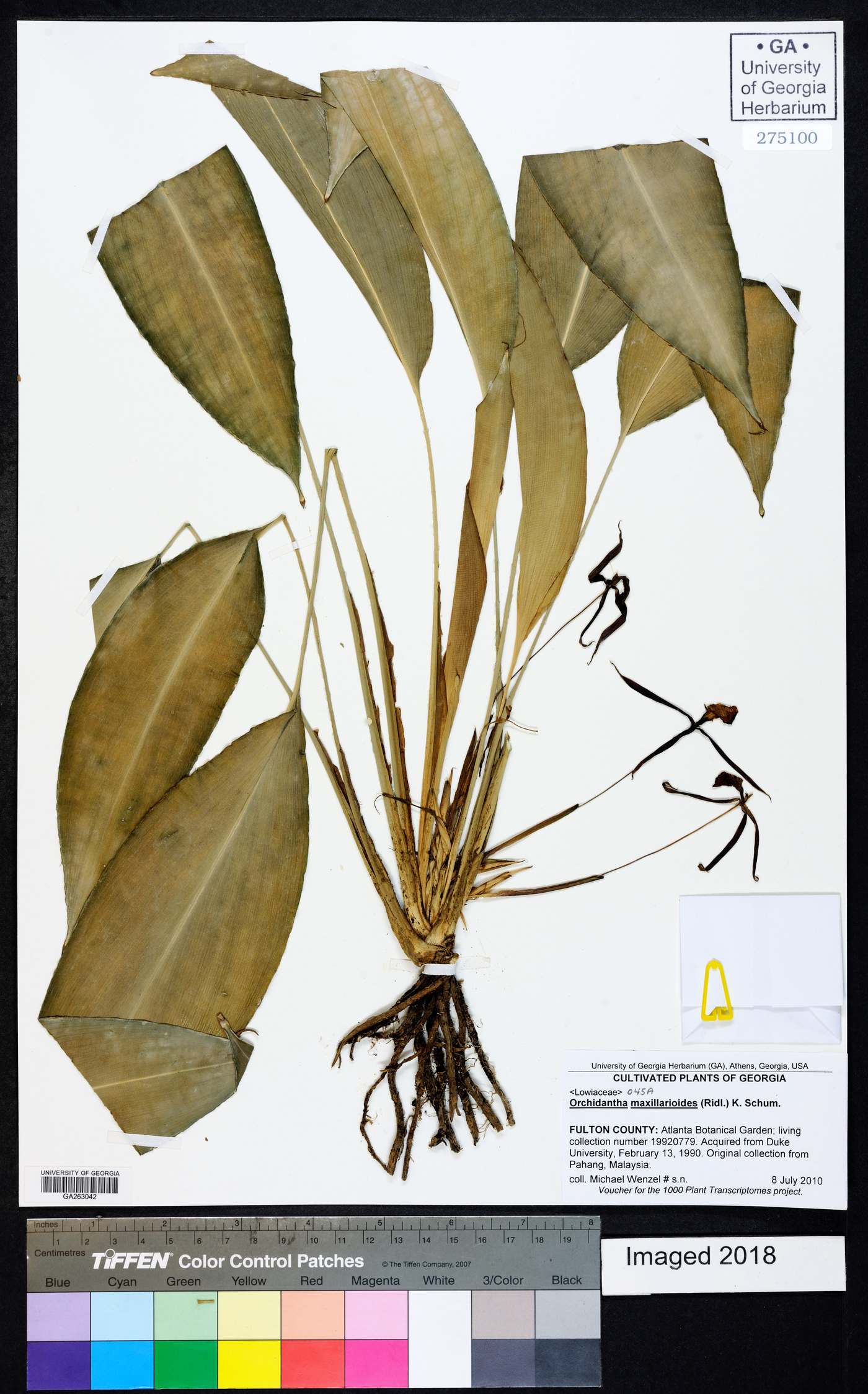 Orchidantha maxillarioides image