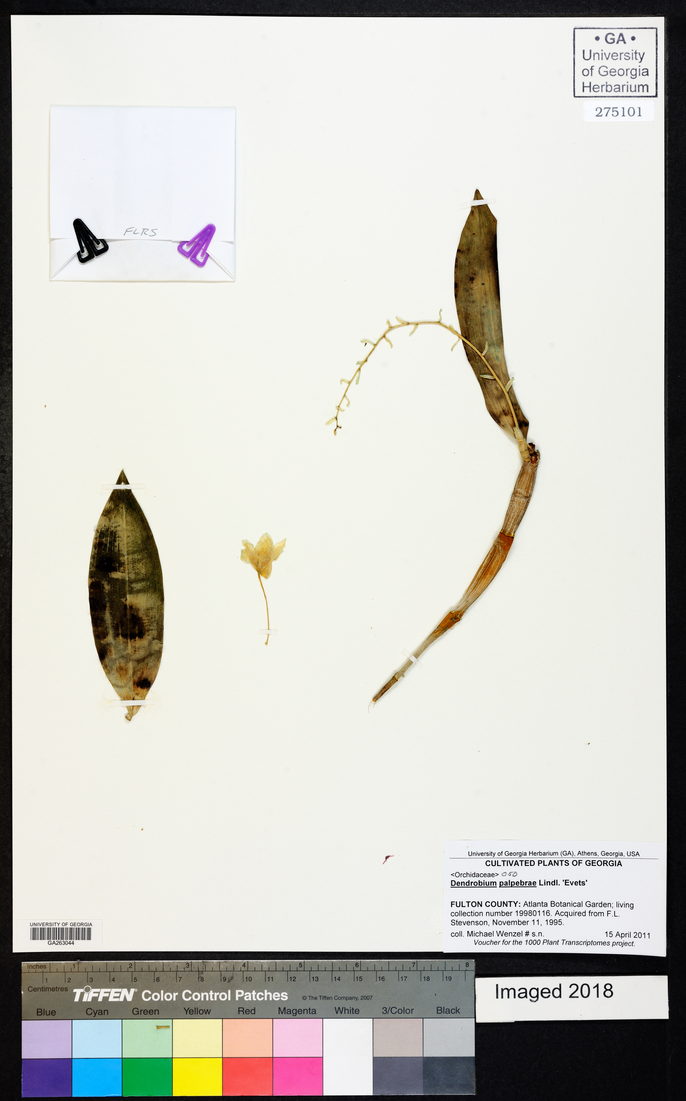 Dendrobium palpebrae image