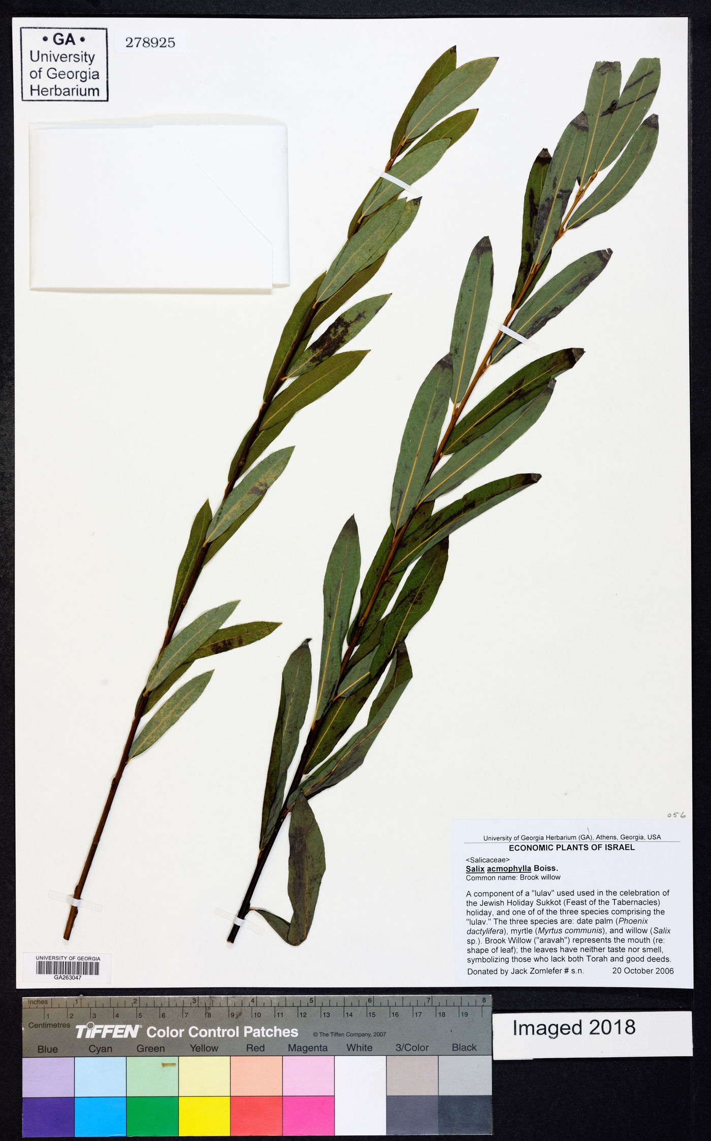 Salix acmophylla image