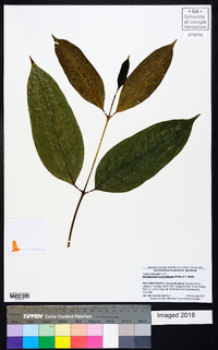 Idiospermum australiense image