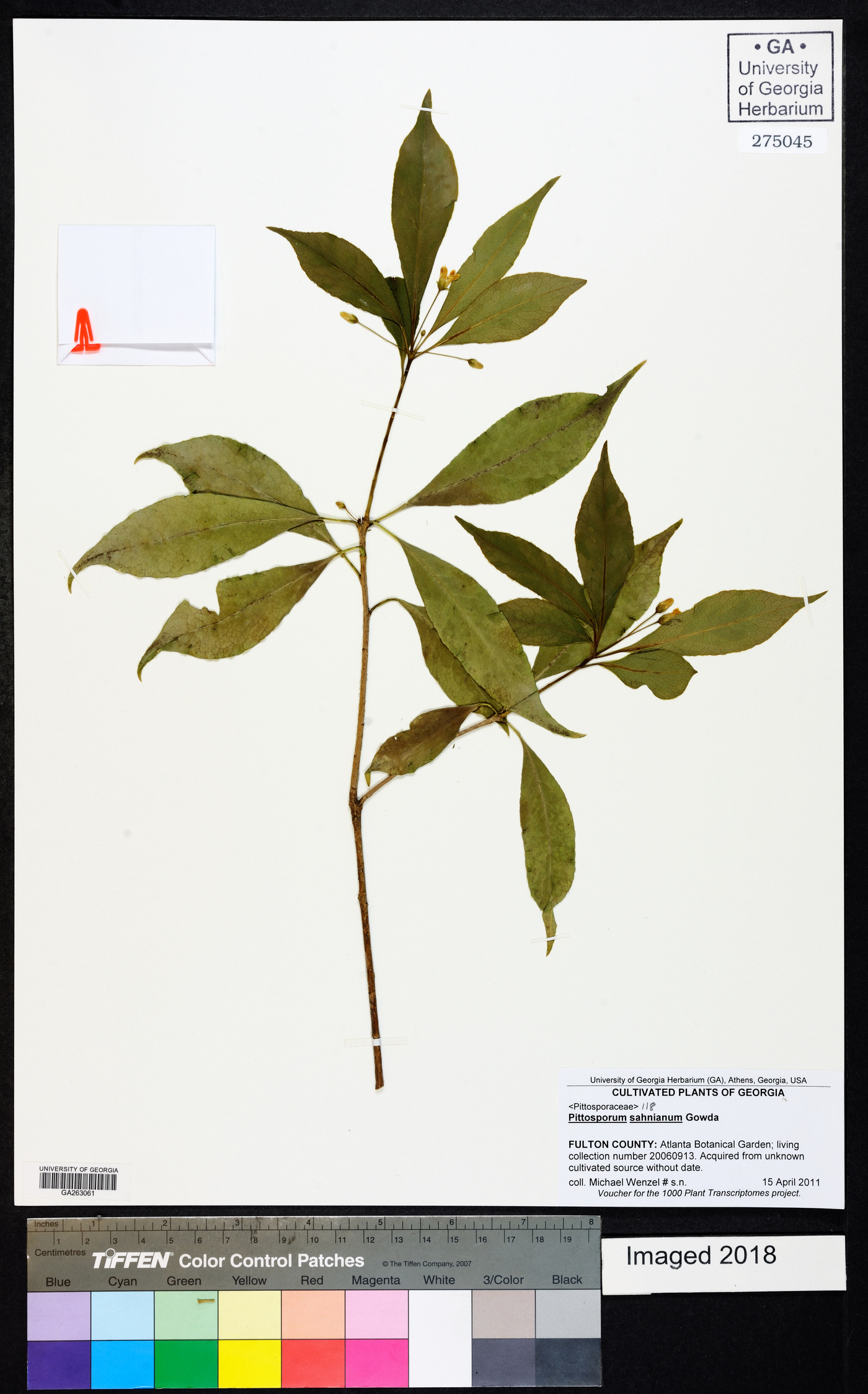 Pittosporum illicioides image