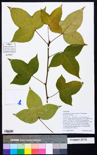 Liquidambar formosana image