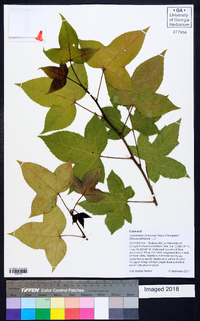 Liquidambar formosana image