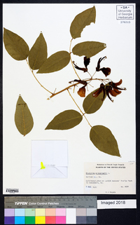 Erythrina crista-galli image