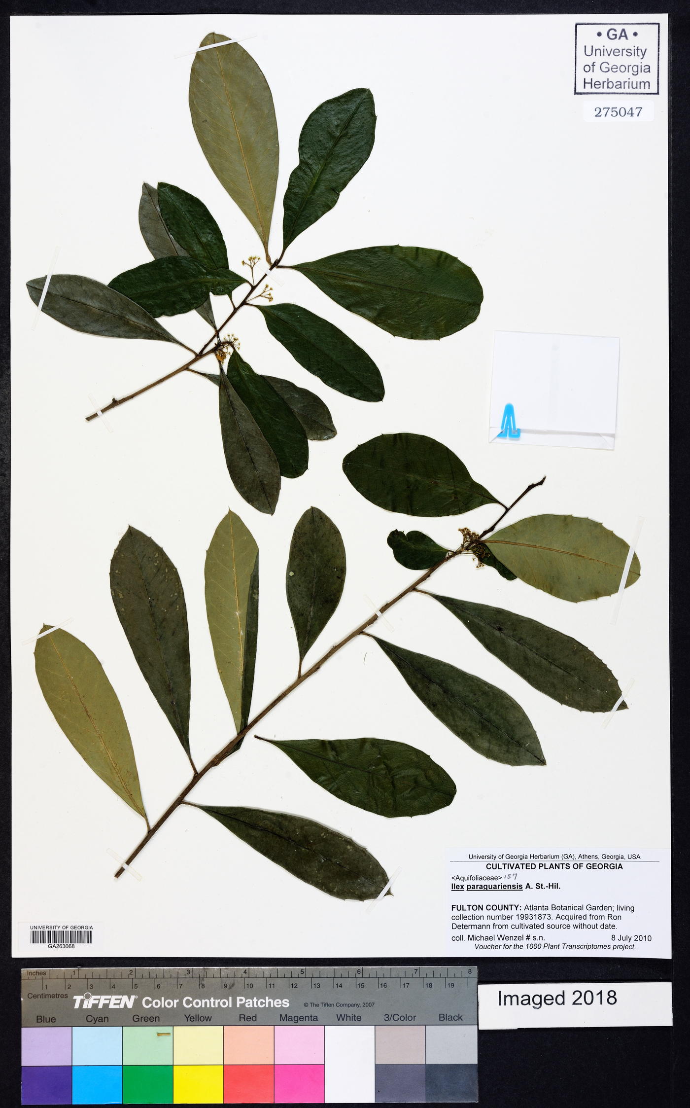 Ilex paraguariensis image