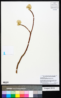 Edgeworthia papyrifera image